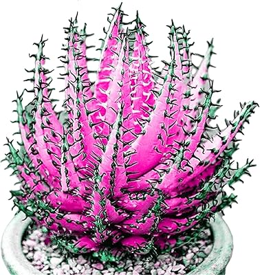 Plantes de fleurs de jardin vert-100 pièces colorées d'aloe vera succulentes à