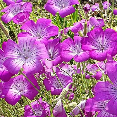 100 pièces/sac de fleurs parfumées à pollinisation libre d'agrostemma githago pour la maison/jardin/extérieur/cour/ferme