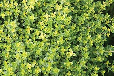 Germinazione dei semi: 200 semi: usa heirloom anglais timo 25 50 semi (medicinali). Diaytar Sénégal : Diversité produits, unité de prix bas