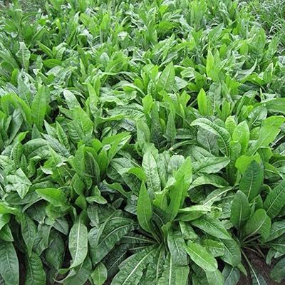 100pcs graines de pissenlit, graines de fleurs à planter