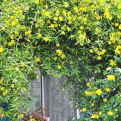 Graines à planter, 50pcs campsis grandiflora trompette chinoise creeper graines de fleurs jardin campsis grandiflora seeds. L'univers du discount accessible 24/7 sur Diaytar Sénégal