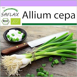 Biologique - oignon à salade - lisbonne blanc - 150 graines - allium