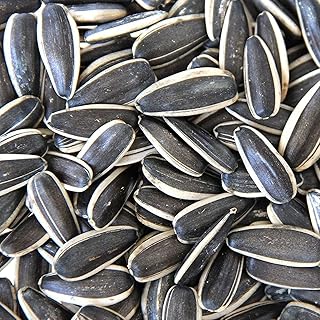Grandes graines de tournesol importées pour perroquet gris, perroquet indien, cacatoès et oiseaux