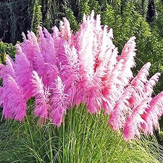 Graines 200 pièces de cortaderia selloana plantes d'herbe de pampas couleurs mélangées