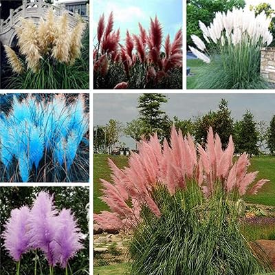 100 pièces/sac de graines d'herbe de pampa, graines de fleurs de jardin