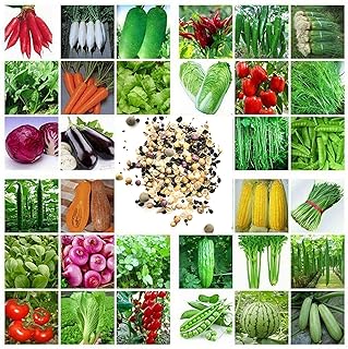 100pcs graines de légumes mélangées graines de légumes verts à haut rendement, y