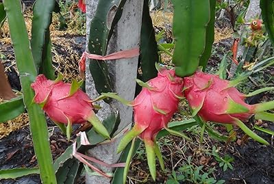 100pcs graines de pitaya dragon blanc rouge arbres fruitiers exotiques plantes de patio