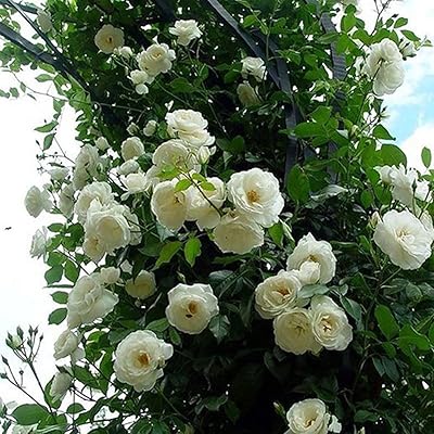 100 pièces sac de graines de roses grimpantes pour la plantation cultures