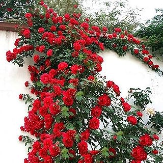 300 pièces/sac graines de rose grimpante vivace parfum solaire taux de survie élevé