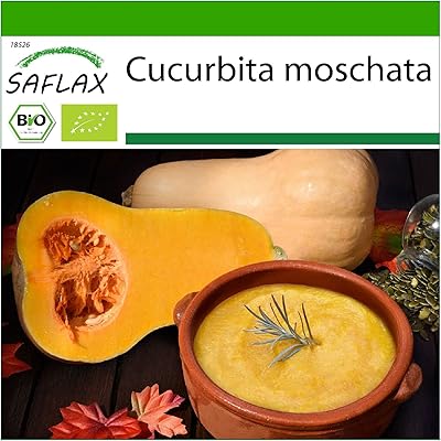 Biologique - courge - butternut - 6 graines - cucurbita moschata