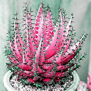 100pcs graines de bonsaï succulentes portables légères pour serre - rose rouge