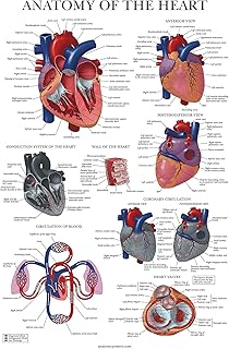 Affiche d'anatomie du cœur palace learning laminée tableau humain 18"