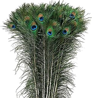 30 plumes de paon naturelles - queue de paon naturelle de 10 à