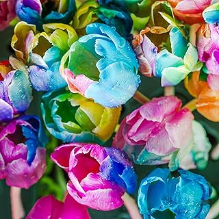 Graines de tulipes vivaces sans ogm, graines de tulipes en pot, fleurs colorées