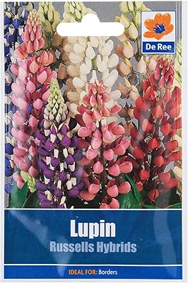 Graines de lupin de ree
