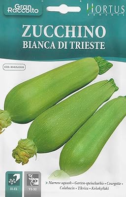 Graines de courge à moelle de haute qualité (courgettes bianca di trieste) (fabriquées