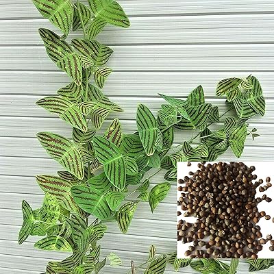 100 pièces/sac christia obcordataeau nécessaire pleine de vitalité jardin de vallée de montagne