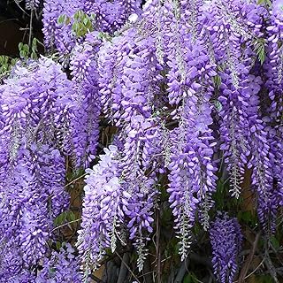 Graines de fleurs de jardinage 100 pièces sac graines de glycine plantes ornementales
