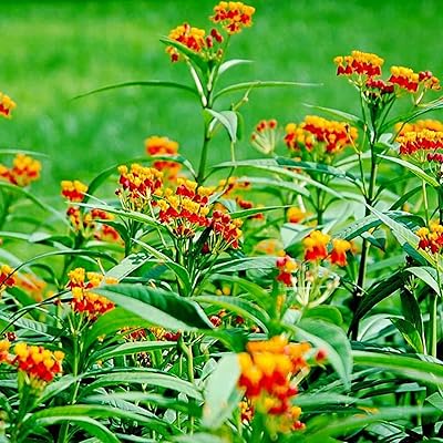 Graines d'asclepias curassavica, 30 pièces/sac de graines de fleurs, jolies plantes résistantes à la sécheresse, graines florales en pot d'asclepias curassavica pour graines de jardin. Diaytar : Des offres irrésistibles chaque jour