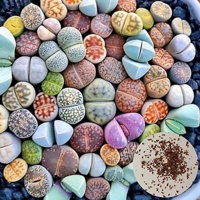 100 pièces/sac graines graines ornementales vivantes graines de plantes rustiques graines succulentes