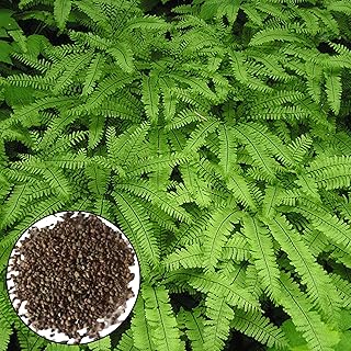 Graines de fougère maidenhair 50pcs / 100pcs graines de plantes agglomérantes bien conditionnées attrayantes mini graines de fougère maidenhair fournitures pour la maison 50pcs. Diaytar : Parce que bien acheter, c'est économiser