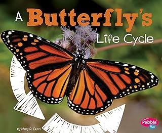 Le cycle de vie d'un papillon