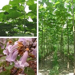 100pcs graines de paulownia elingata plante de jardin à croissance rapide d'arbre. Électroménager, mode, beauté... Diaytar a tout en stock