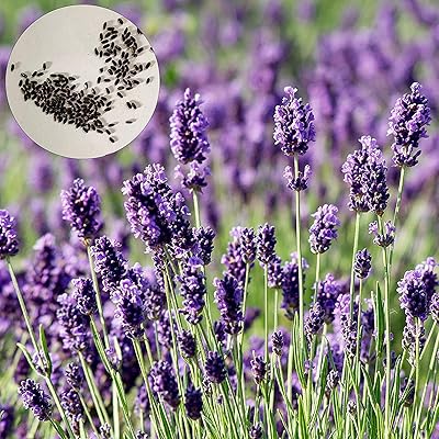 200pcs graines de lavande sans ogm faciles à planter graines de fleurs parfumées bleues pour le jardin - graines de lavande - graines de fleurs végétales graines de fruits graines de plantes de jardin. Diaytar : Où chaque achat est une victoire pour votre budget