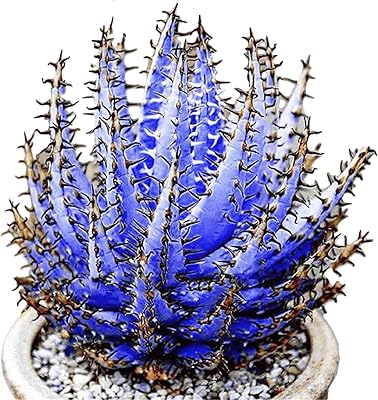 100pcs bonsaï à base de plantes succulentes d'aloe vera coloré pour la décoration. Profitez des meilleurs deals du Sénégal sur Diaytar