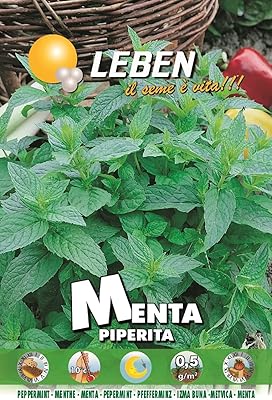 Graines de menthe lipin (menta piperita) de haute qualité fabriquées en italie à