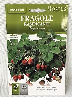 Graines de fraise hortus (fragaria vesca)