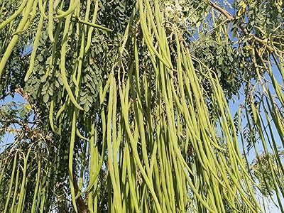 Graines d'arbre moringa oleifera de 250 pièces