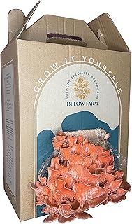 Kit de culture de champignons home grow - pleurotes roses | facile à cultiver | fabriqué aux émirats arabes unis | cadeau unique | éducatif pour les enfants | culture de champignons. Votre supermarché en ligne au Sénégal, c'est Diaytar