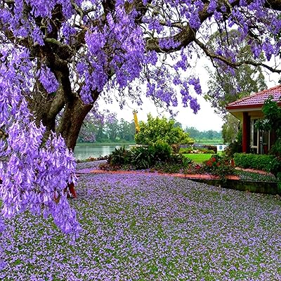 Dfptyg 100 pièces royal empress tree jacaranda mimosifolia graines de fleurs pour la décoration