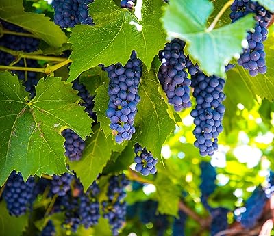 40 pièces de graines de raisin plante de jardin vivace exotique. Diaytar : Où vos envies rencontrent votre budget
