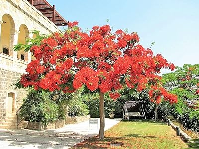 Arbre royal poinciana delonyx regia alias fleur de jocad flamme rouge. Des produits authentiques à prix réduits sur Diaytar Sénégal
