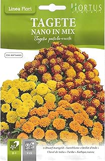 Graines de mélange de soucis hortus cimenti de haute qualité