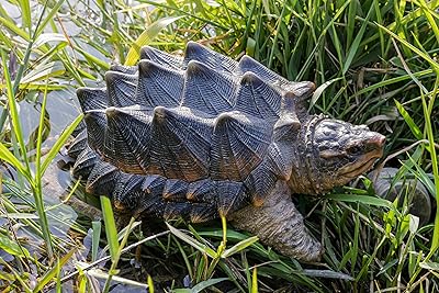 Statue de tortue snapping