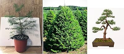 Sapin douglas en pot de 9 cm pseudotsuga menziesii bonsaï expédition le jour