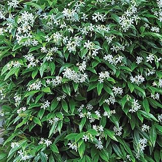 Jasmin étoilé plantes grimpantes de jardin à feuilles persistantes pour treillis clôtures obélisques et fleurs – Photo produit Dakar Sénégal – Livraison rapide Jasmin étoilé plantes grimpantes de jardin à feuilles persistantes pour treillis clôtures obélisques et fleurs. Achetez en toute sérénité sur Diaytar