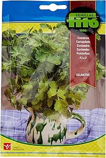 Graines de coriandre 20 g