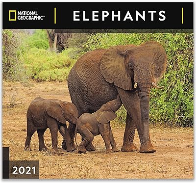 Calendrier mural 2021 des éléphants national geographic
